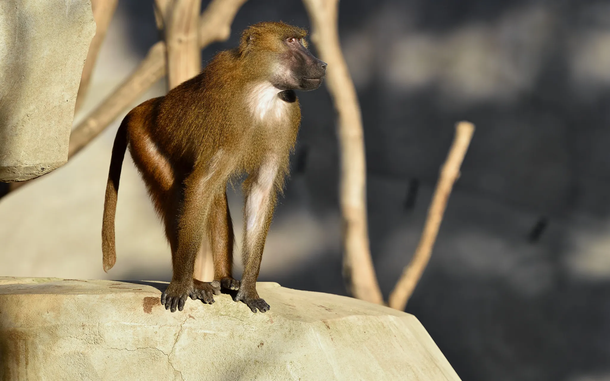 Babouin de Guinée sur un rocher.