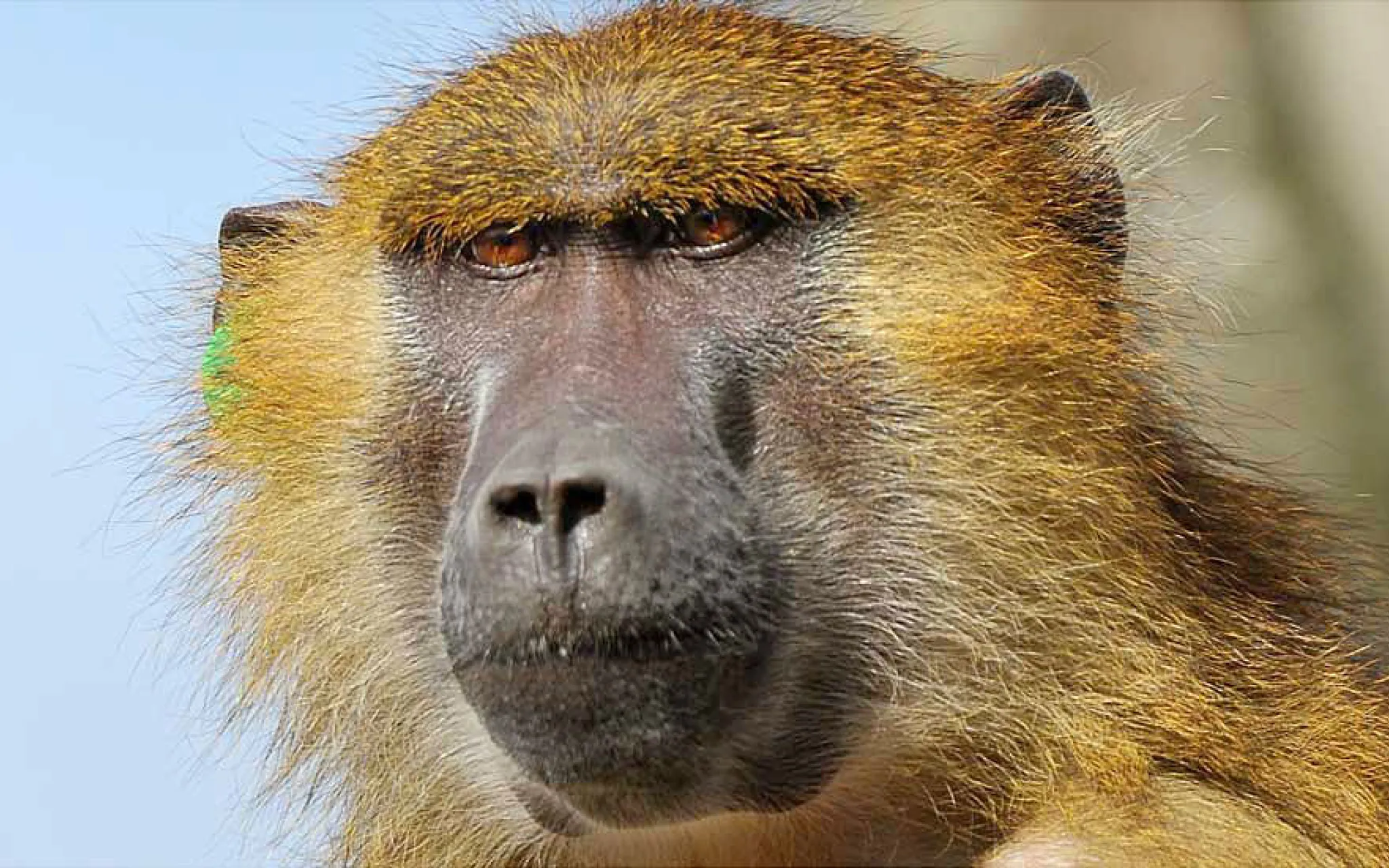 Gros plan sur la tête d'Uyuni, la femelle babouin de Guinée.