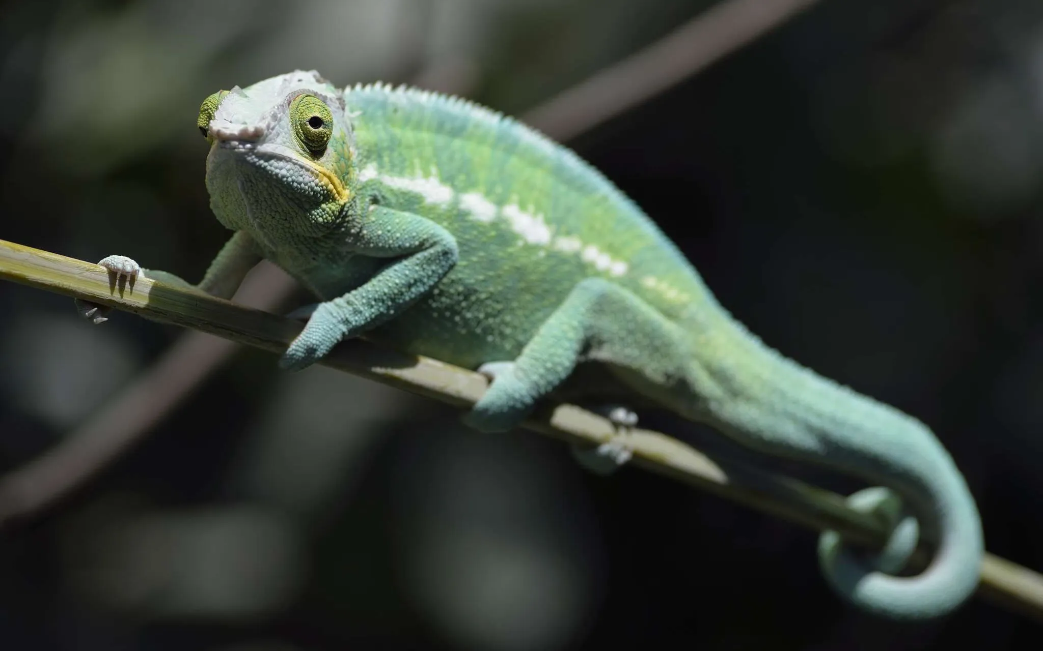 Caméléon panthère (Furcifer pardalis)