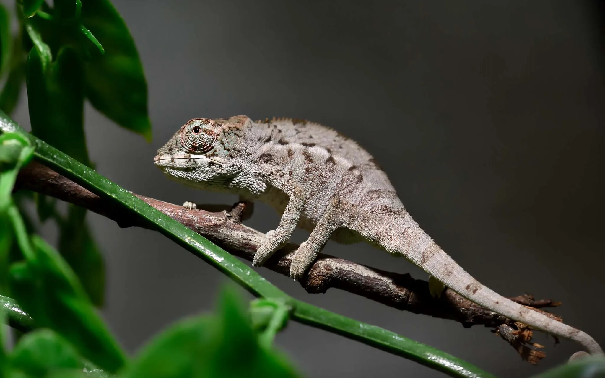 Caméléon panthère (Furcifer pardalis)