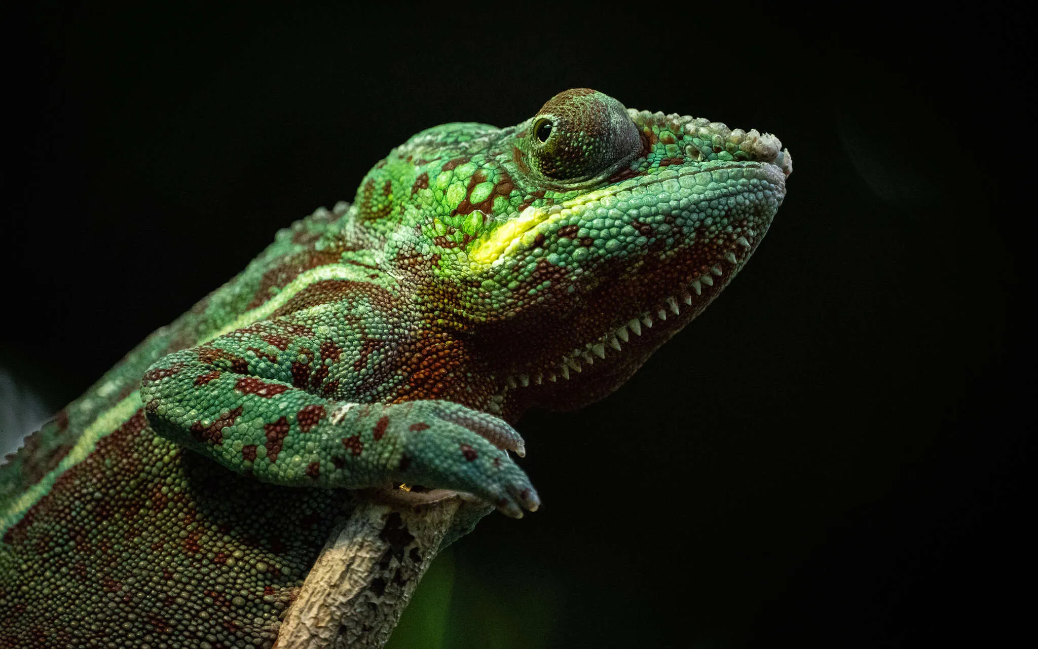 Caméléon panthère (Furcifer pardalis)