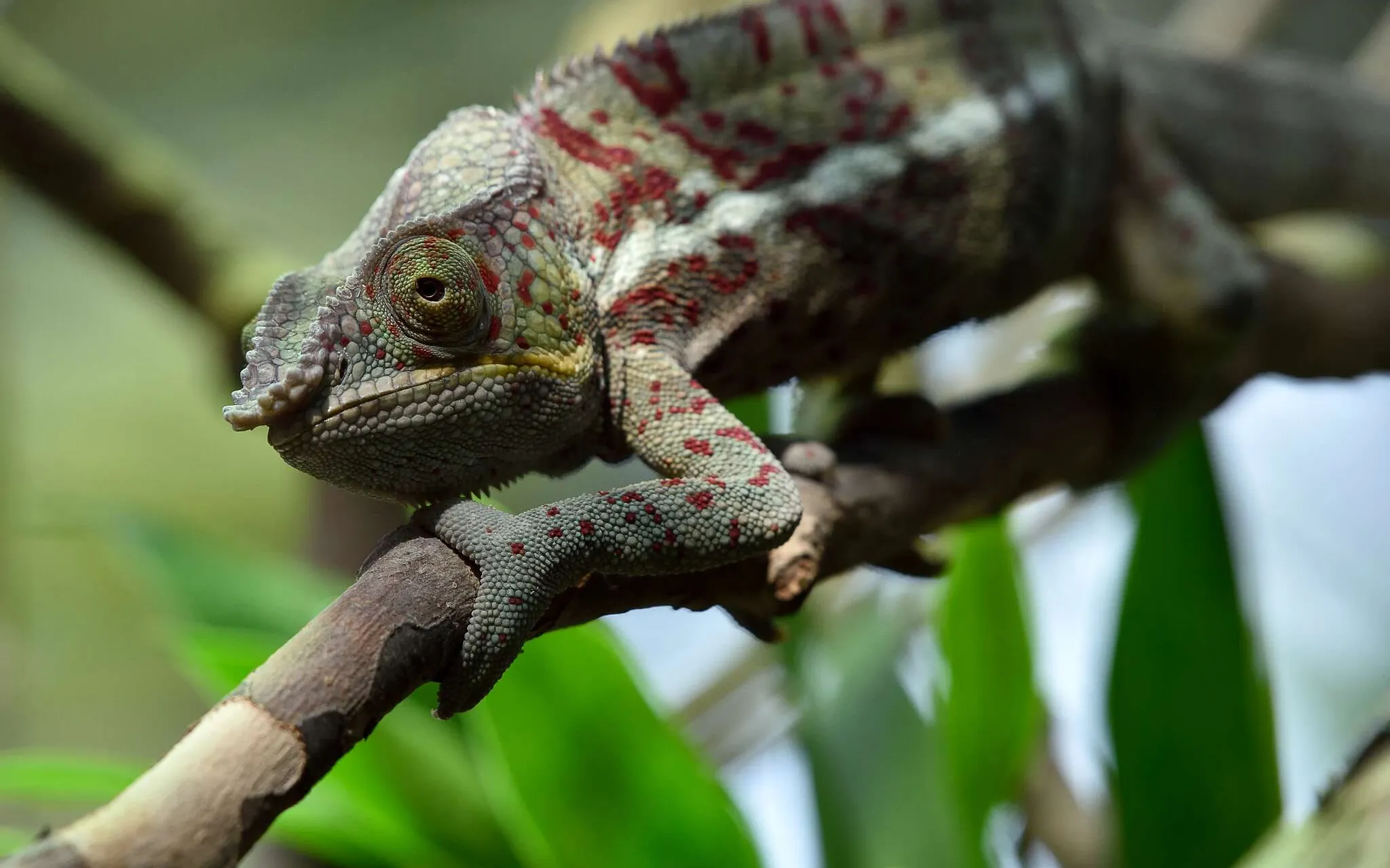 Caméléon panthère (Furcifer pardalis)