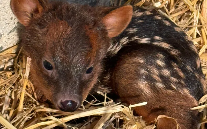 Pudu (Pudu puda)