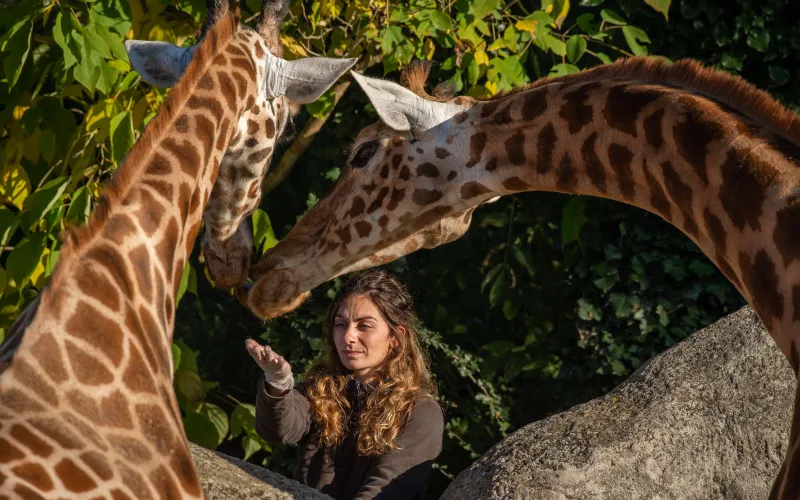 Girafes en interaction avec une soigneuse © MNHN - F.-G. Grandin