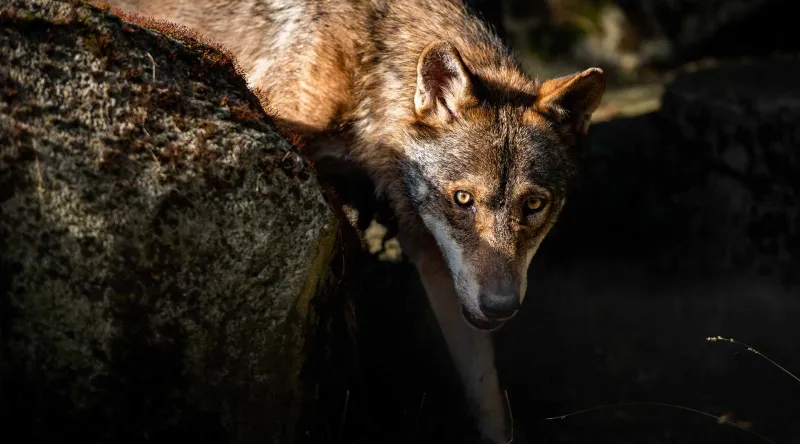 Loup ibérique
