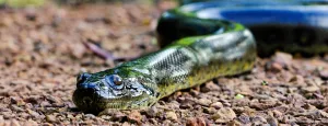 Anaconda rampant sur une piste en latérite - Région de Kaw, Guyane