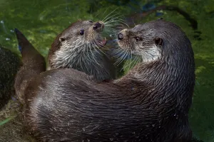 Loutres d'Europe jouant dans l'eau au Parc zoologique de Paris